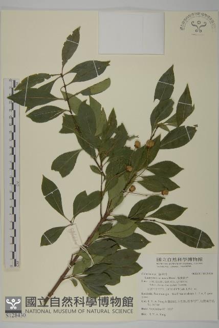 厚葉衛矛, 源一木藏品圖，第1張