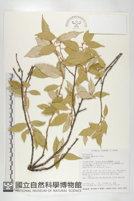 小葉胡頹子藏品圖，第1張