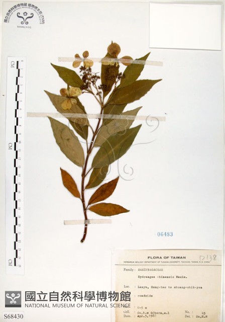 華八仙藏品圖，第1張