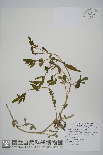 蓮子草藏品圖，第1張