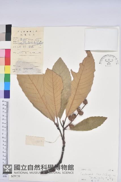 黧蒴栲藏品圖，第1張