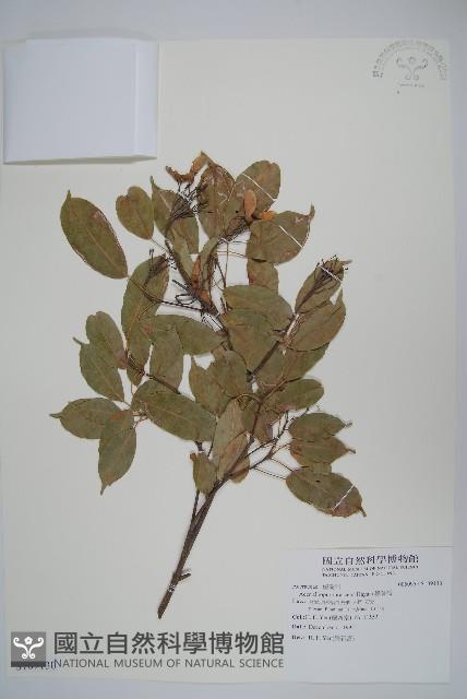 樟葉槭, 飛蛾子樹藏品圖，第1張