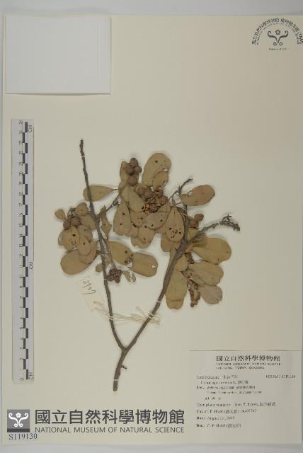 綠紐樹藏品圖，第1張