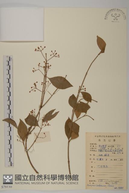 常春衛矛藏品圖，第1張