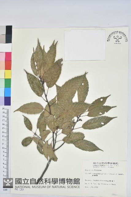 青剛櫟、鐵椆藏品圖，第1張