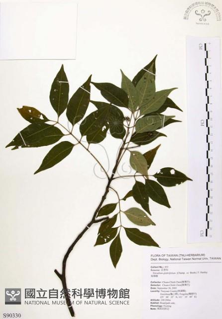 賊仔樹藏品圖，第1張