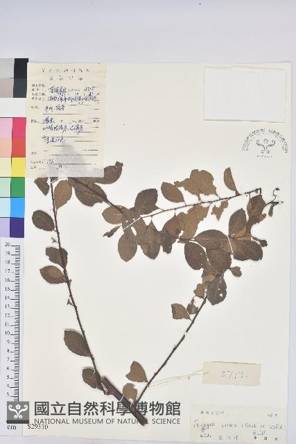 密花白飯樹藏品圖，第1張