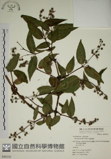 大葉溲疏藏品圖，第1張