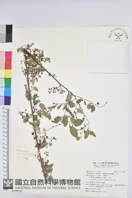 多花油柑、白仔藏品圖，第1張