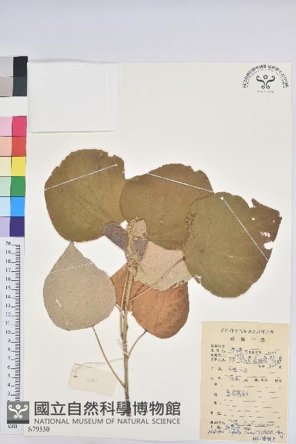 白背葉藏品圖，第1張