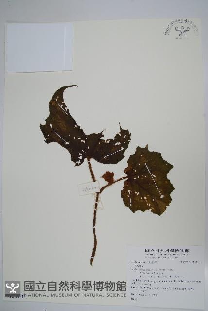 登錄號:S128330藏品圖，第1張