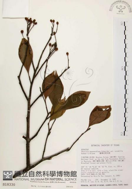 臺灣石楠藏品圖，第1張