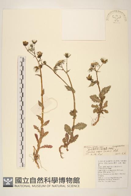 鬼苦苣菜藏品圖，第1張