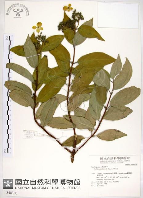 華八仙藏品圖，第1張