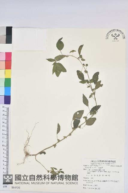 鐵莧菜藏品圖，第1張