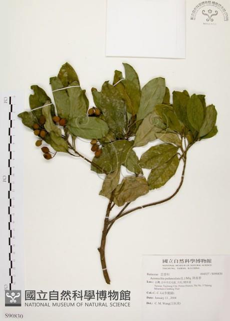 降真香藏品圖，第1張