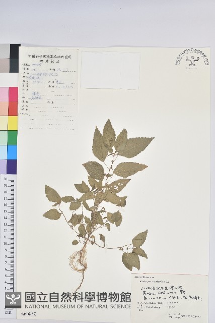 鐵莧菜藏品圖，第1張