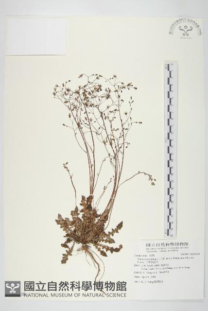 台灣黃鵪菜藏品圖，第1張