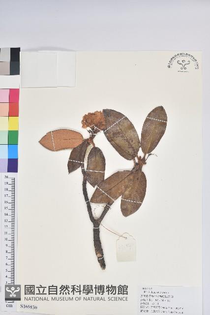 大白杜鵑藏品圖，第1張