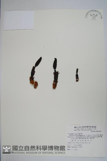 穗花蛇菰藏品圖，第1張