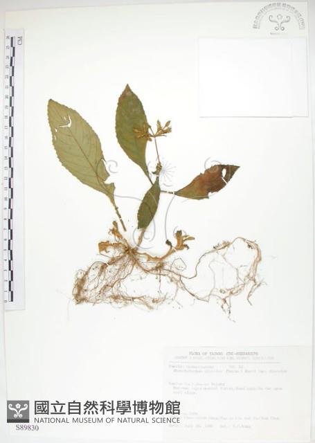 同蕊草、異色線柱苣苔藏品圖，第1張