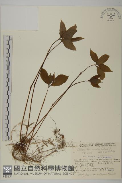 及己藏品圖，第1張