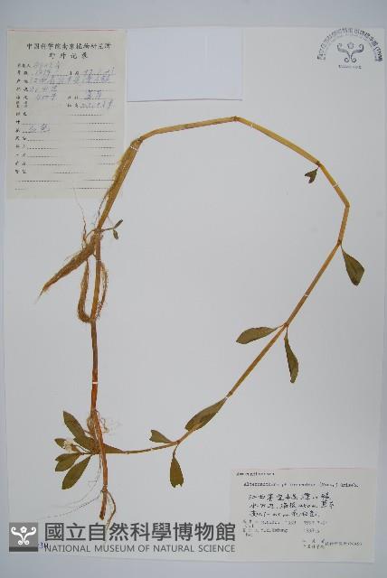 空心蓮子草藏品圖，第1張