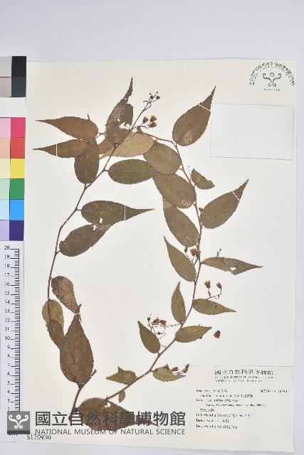 白珠樹藏品圖，第1張