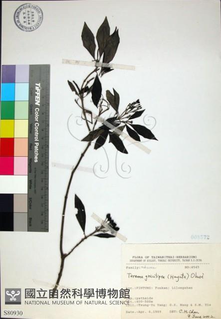 薄葉玉心花藏品圖，第1張