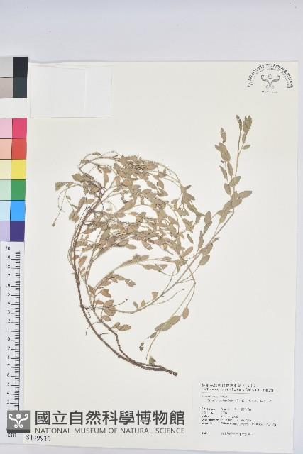 假葉下珠藏品圖，第1張