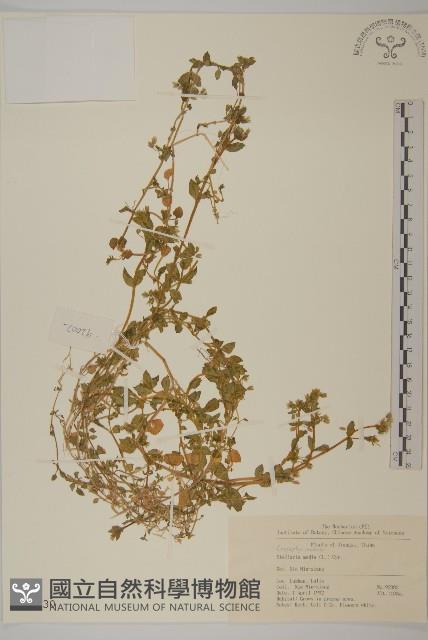 繁縷藏品圖，第1張