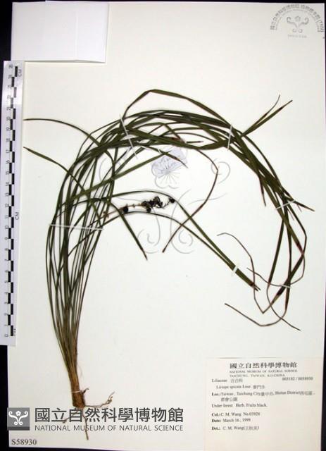 麥門冬藏品圖，第1張