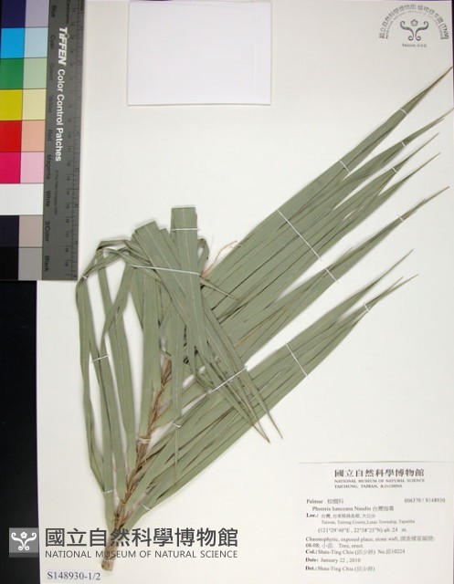 台灣海棗藏品圖，第1張