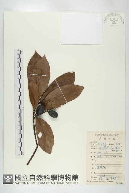 冬桃藏品圖，第1張