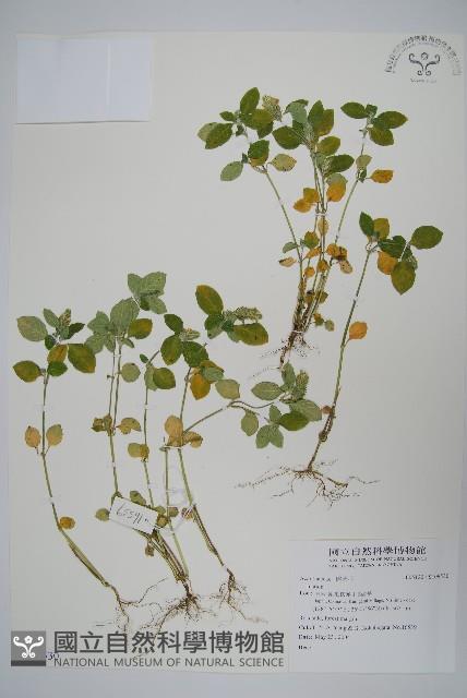 登錄號:S109530藏品圖，第1張