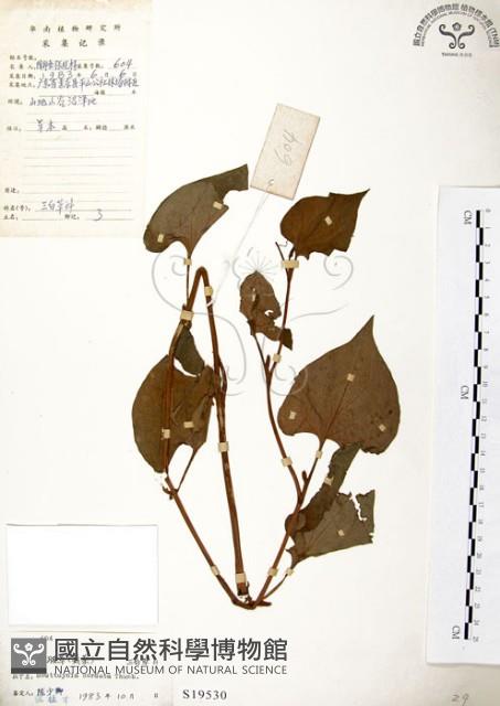 臭腥草、蕺菜藏品圖，第1張