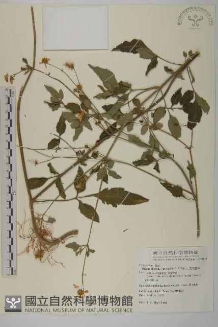 大花咸豐草藏品圖，第1張