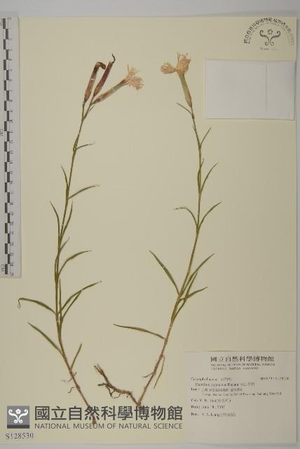 玉山石竹藏品圖，第1張