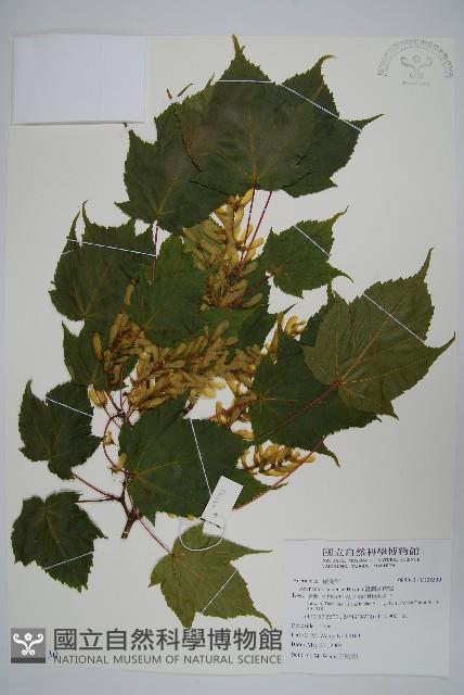 臺灣紅榨槭藏品圖，第1張