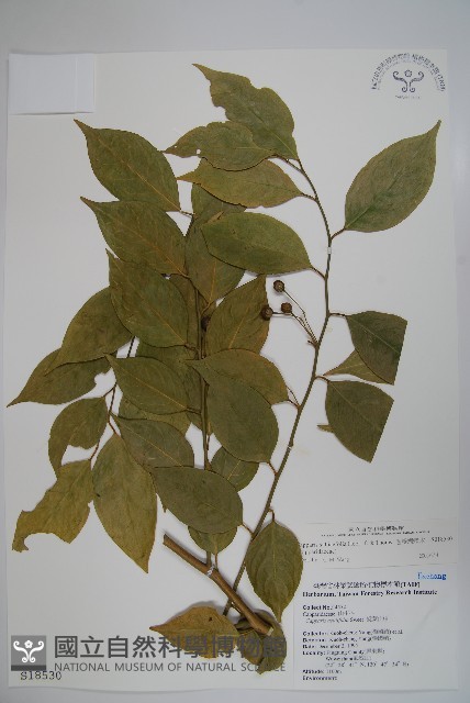 毛瓣蝴蝶木藏品圖，第1張
