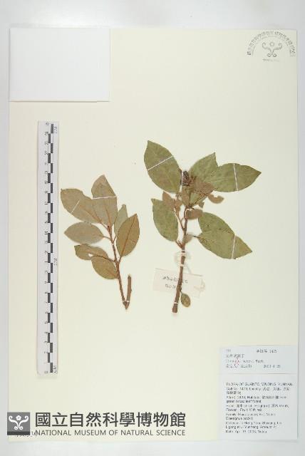 宜昌胡頹子藏品圖，第1張