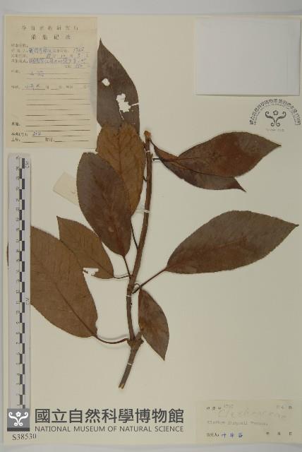 華中山柳藏品圖，第1張