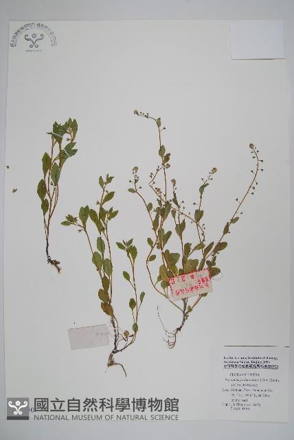 附地菜藏品圖，第1張