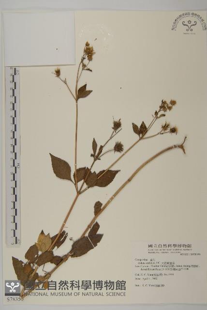 假寶鐸花藏品圖，第1張