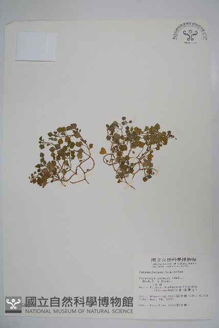 山桔梗藏品圖，第1張