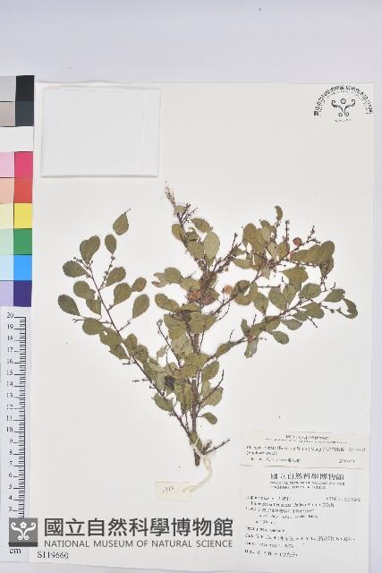 密花白飯樹藏品圖，第1張