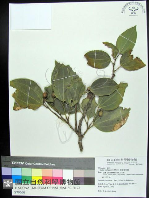 菲律賓朴樹藏品圖，第1張