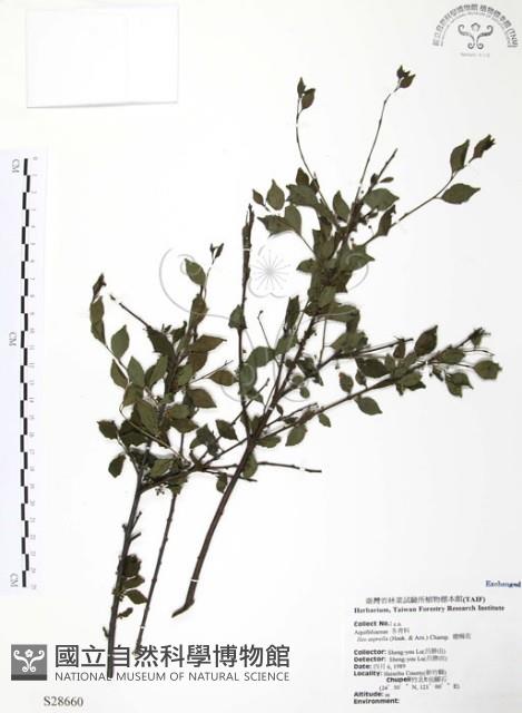 燈稱花、烏雞骨藏品圖，第1張