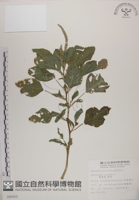 野莧菜藏品圖，第1張