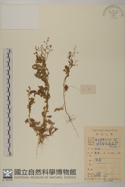 魚眼菊藏品圖，第1張